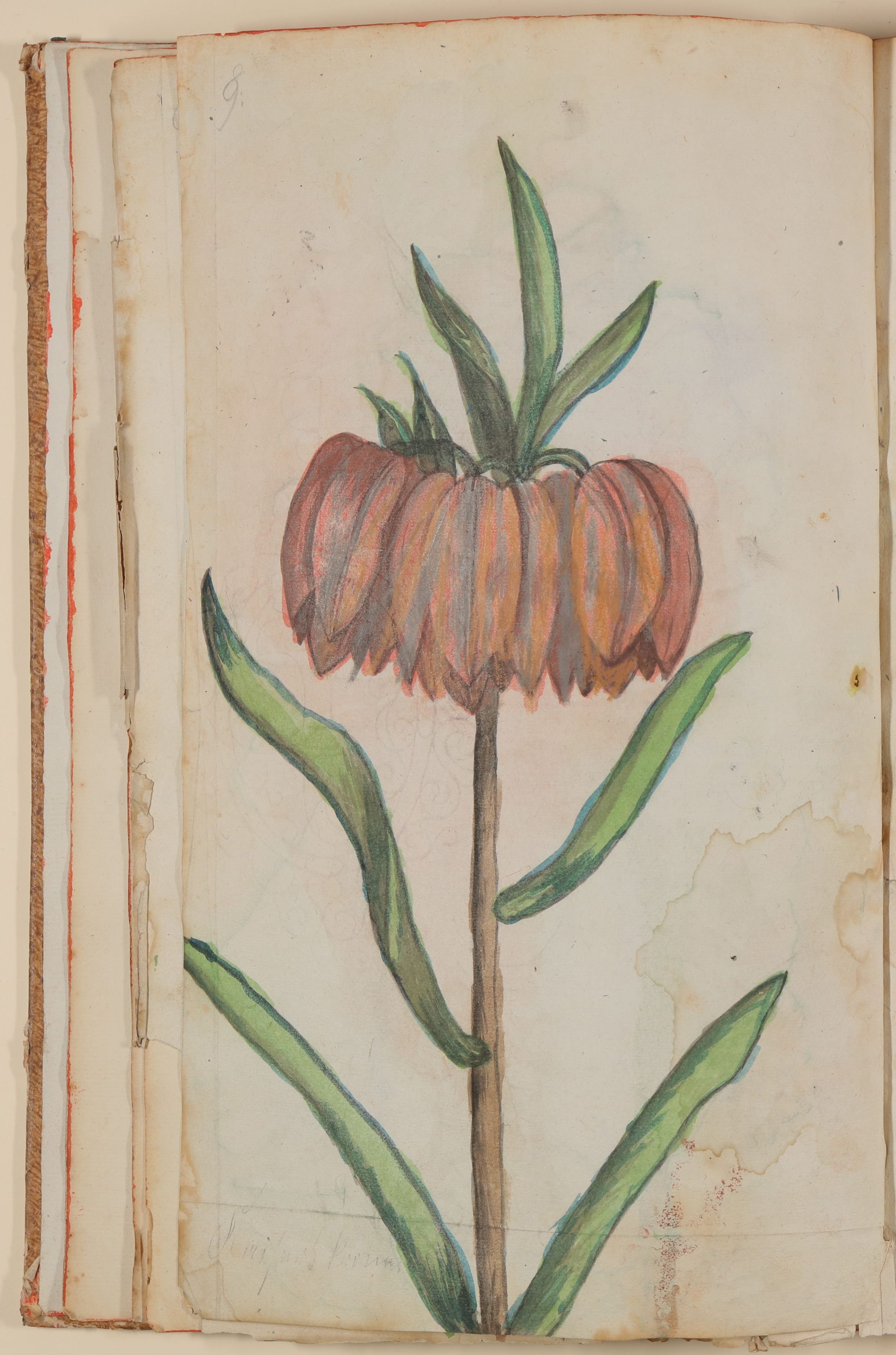 Marianne Franziska Seiffert von Klettenberg, Kaiserkrone [aus einem Skizzenbuch der Marianne Franziska Seiffert von Klettenberg]