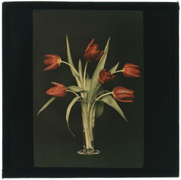 Unknown, Tulips