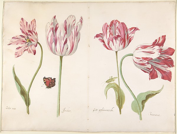 Jacob Marrel, Four Tulips:  Boter man (Butter Man), Joncker (Nobleman), Grote geplumaceerde (The Great Plumed One), and Voorwint (With the Wind)
