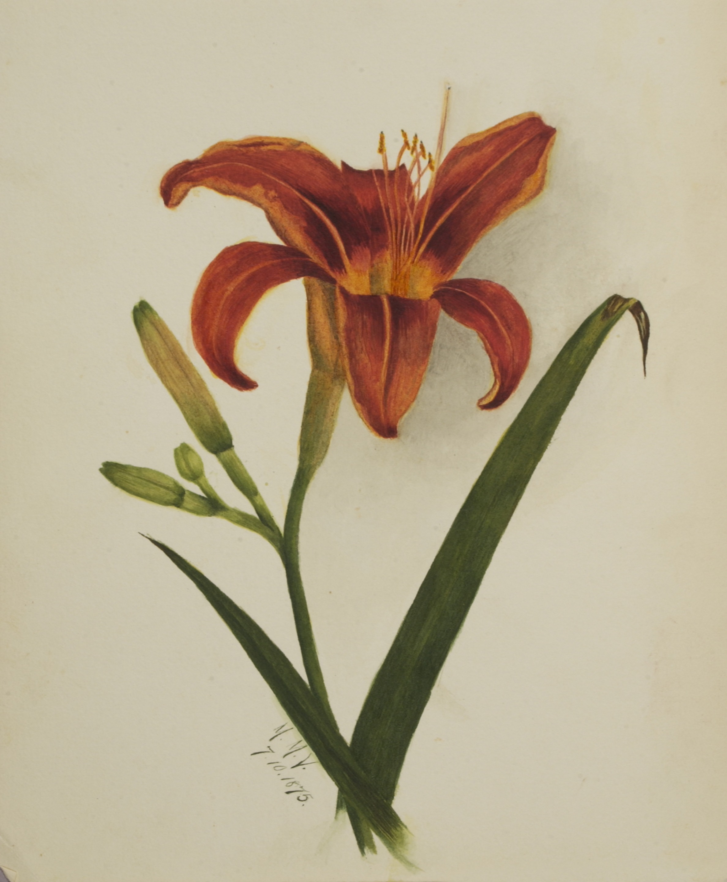 Mary Vaux Walcott, Untitled (Lily)