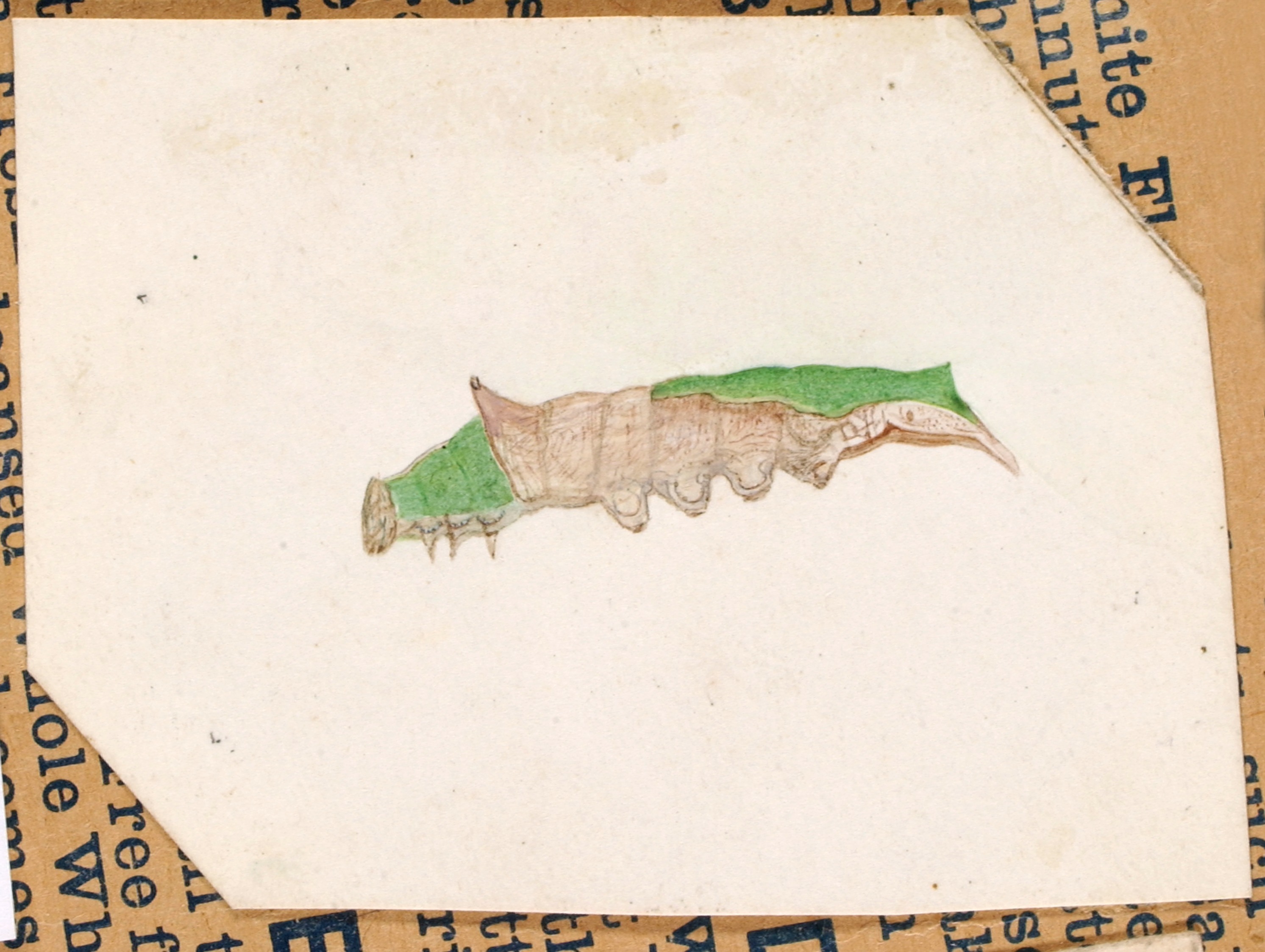 Gerald H. Thayer, Oak Leaf Edge Caterpillar, study for book Concealing Coloration in the Animal Kingdom