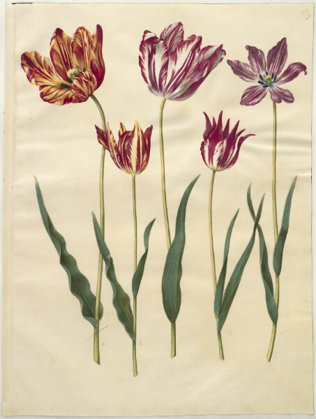 Hans Simon Holtzbecker, Tulipa gesneriana (have-tulipan)