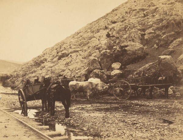 Roger Fenton, Cattle & Carts, Leaving Balaklava