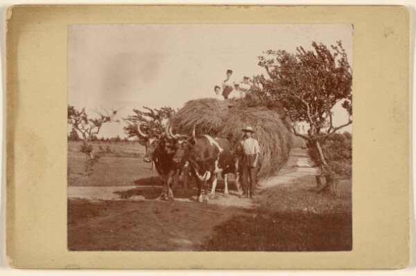 Unknown, [People on a hayride, wagon being pulled by two steers]