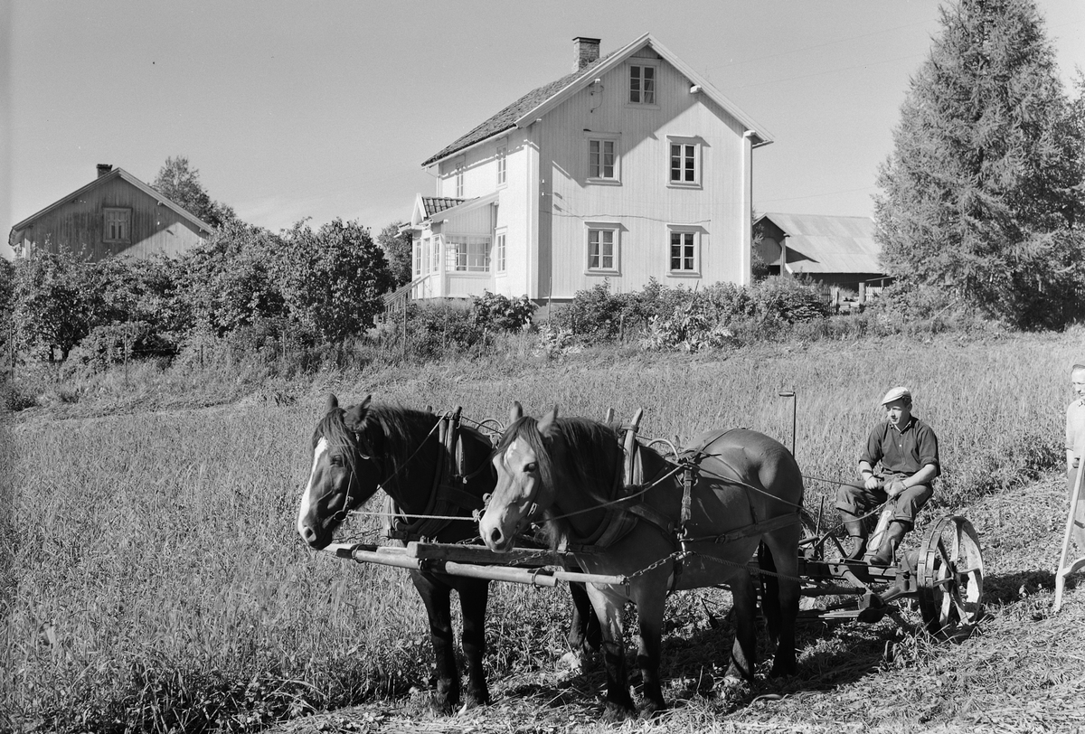 Anno Domkirkeodden, EKSTR: GARDSTUN, ENGE NORDRE, HESTER, SLÅMASKIN, LJÅ, ARBEIDSKARER. Se Løtenboka, bind 2. Bygdeboka fra 1953, side 40