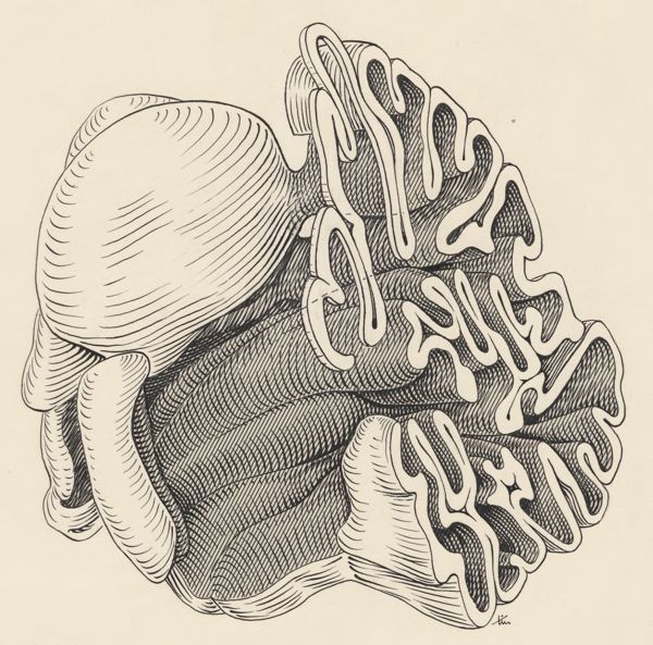 J Tinkelenberg, Part of the central nervous system of a lemur