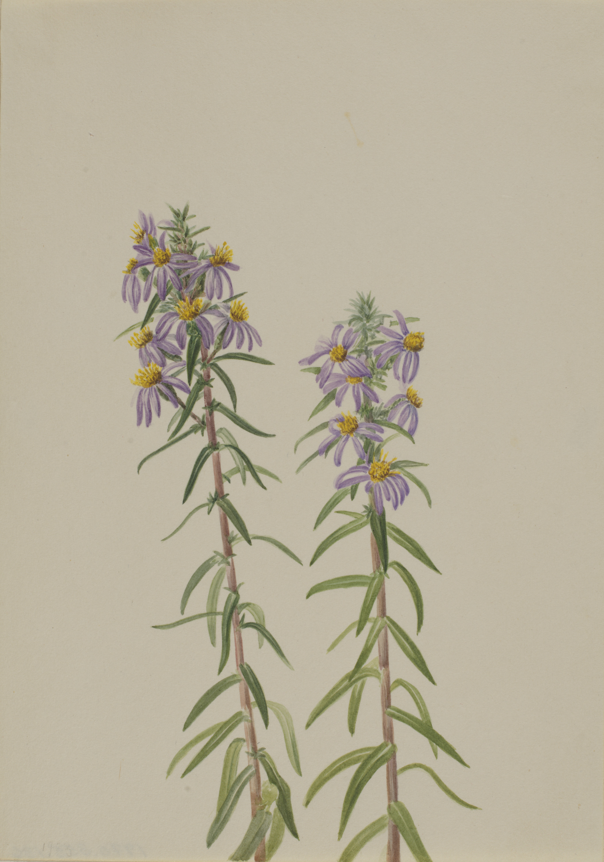 Mary Vaux Walcott, Aster (Aster hirariifolius)