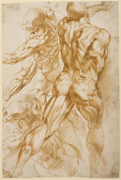 Peter Paul Rubens, Anatomical Studies