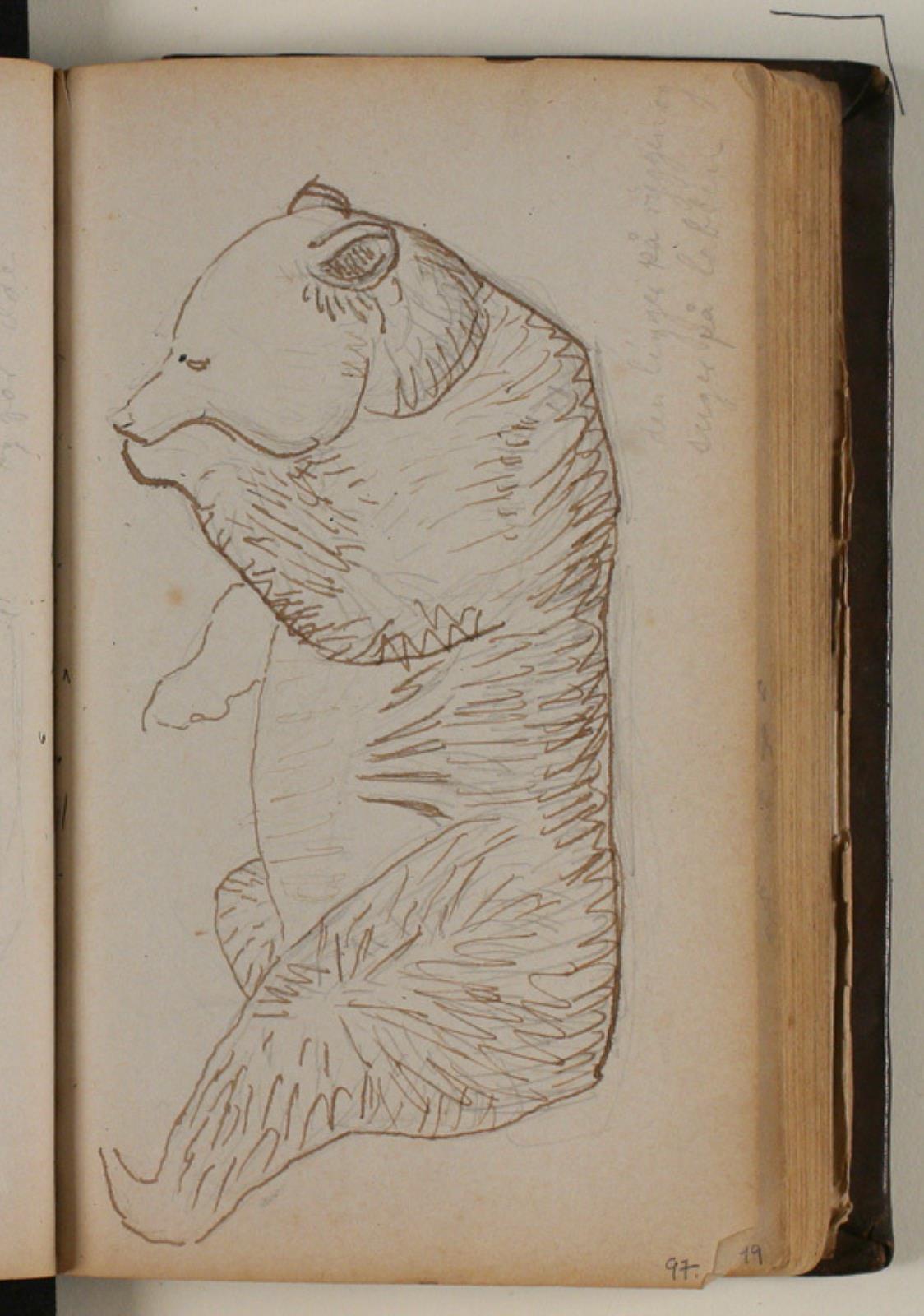 Niels Larsen Stevns, Studie af brun bjørn
