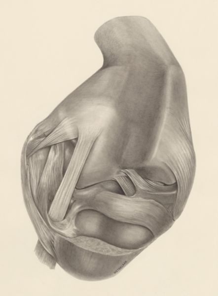 H.G Wetselaar, Muscular tissue on a joint