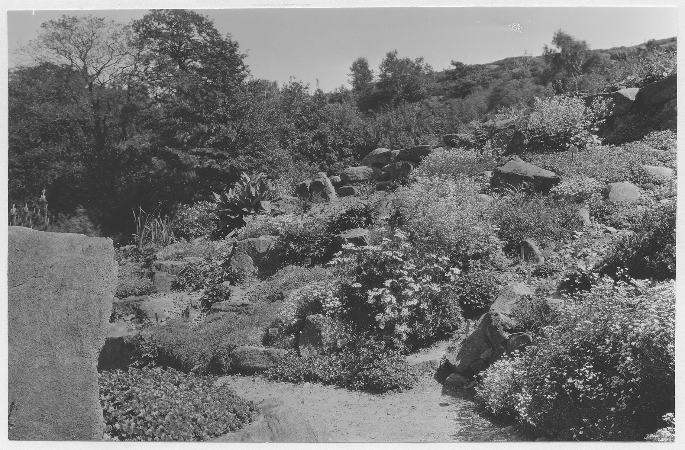 Mårten Sjöbeck, Göteborgs botaniska trädgård
