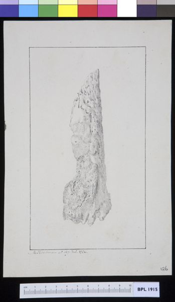 M Houtman, Bone