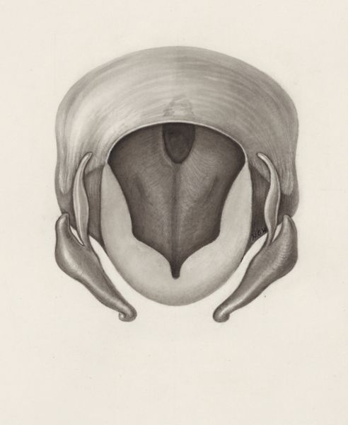 H.G Wetselaar, Hearing organ of an embryo