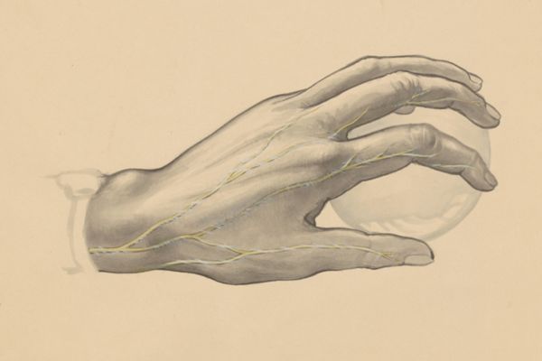 J Tinkelenberg, Veins of the hand