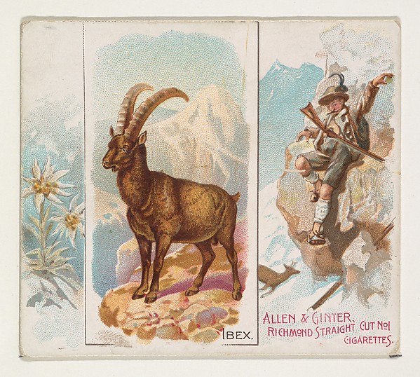 Allen & Ginter, Ibex, from Quadrupeds series (N41) for Allen & Ginter Cigarettes
