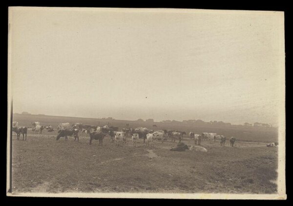 Gale, Lt. Col. Joseph, Cows in Field