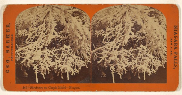 George Barker, Shrubbery on Chapin Island - Niagara.