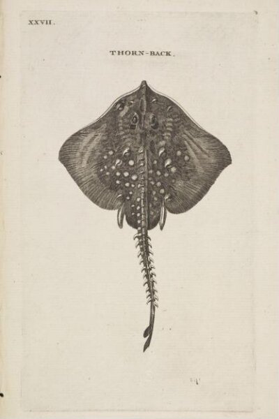 Unknown, THORN-BACK.