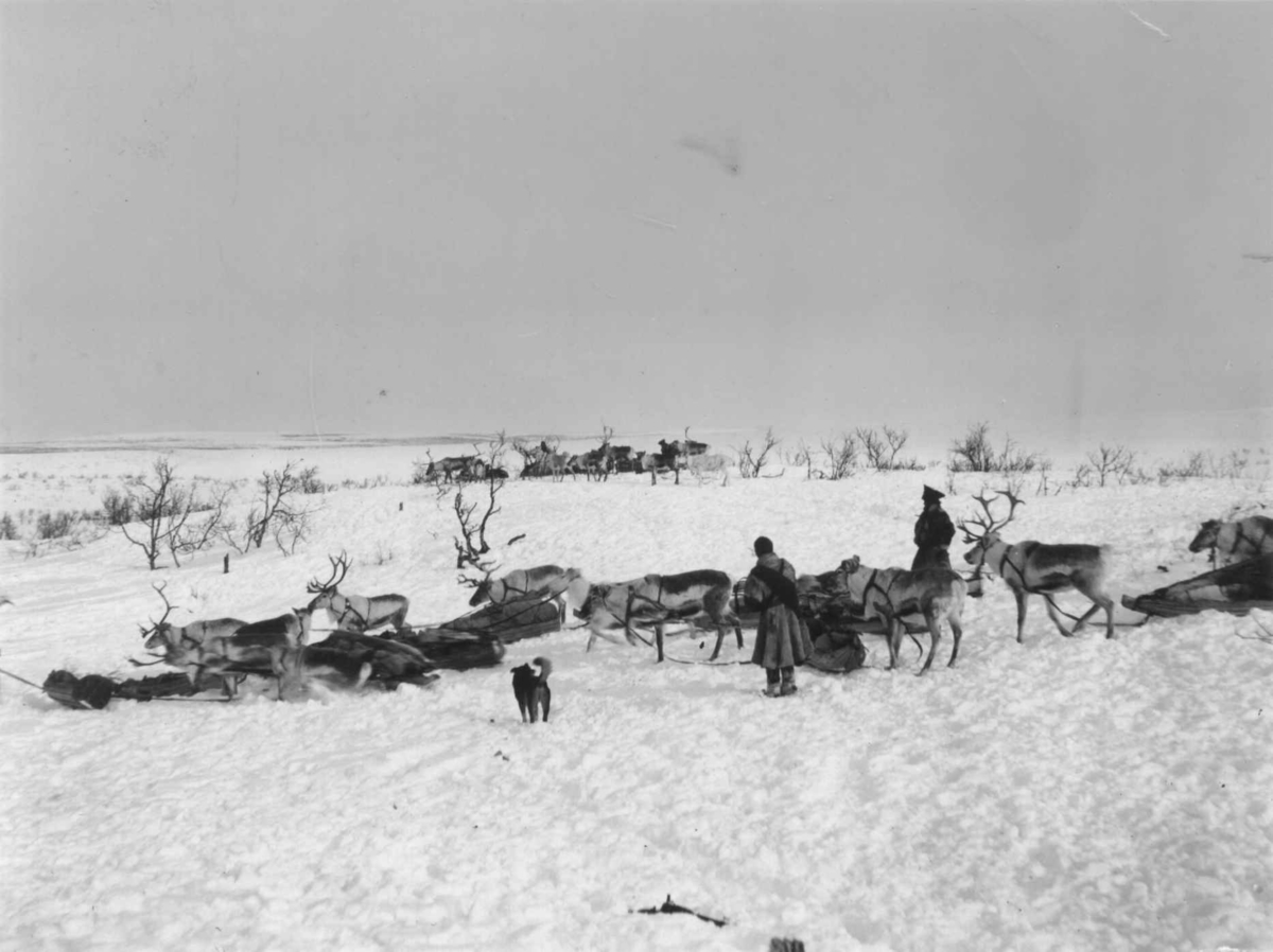 Konrad Nielsen, Stans under flytting, med reinsdyr og pulker.