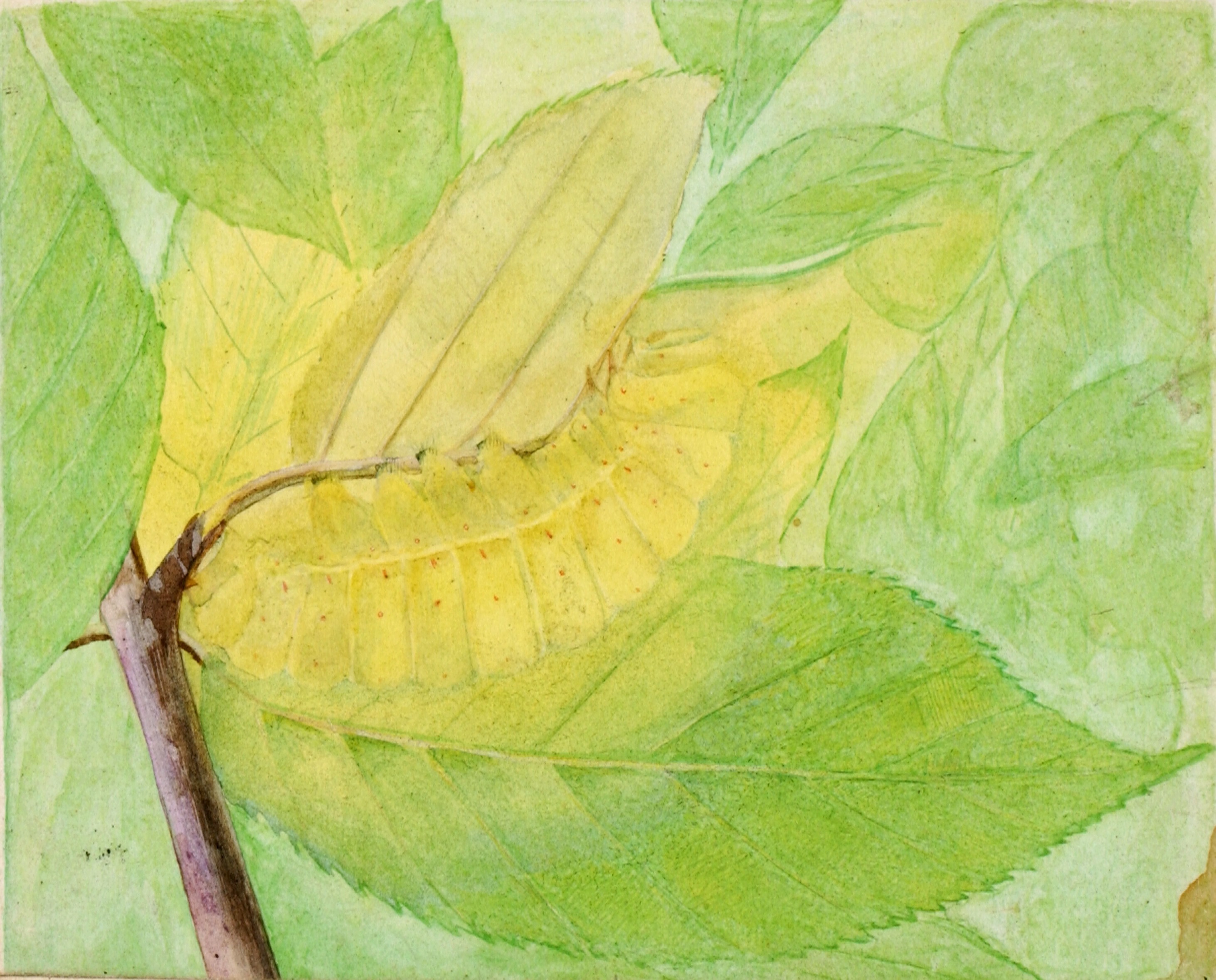 Abbott Handerson Thayer, Lunar Caterpillar, study for book Concealing Coloration in the Animal Kingdom