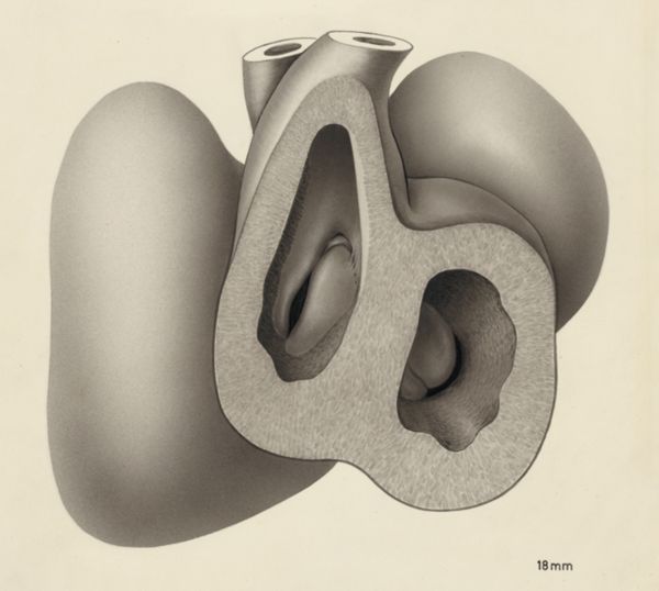 J Tinkelenberg, Embryonic heart
