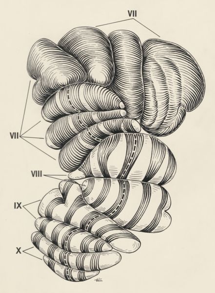 J Tinkelenberg, Part of the central nervous system