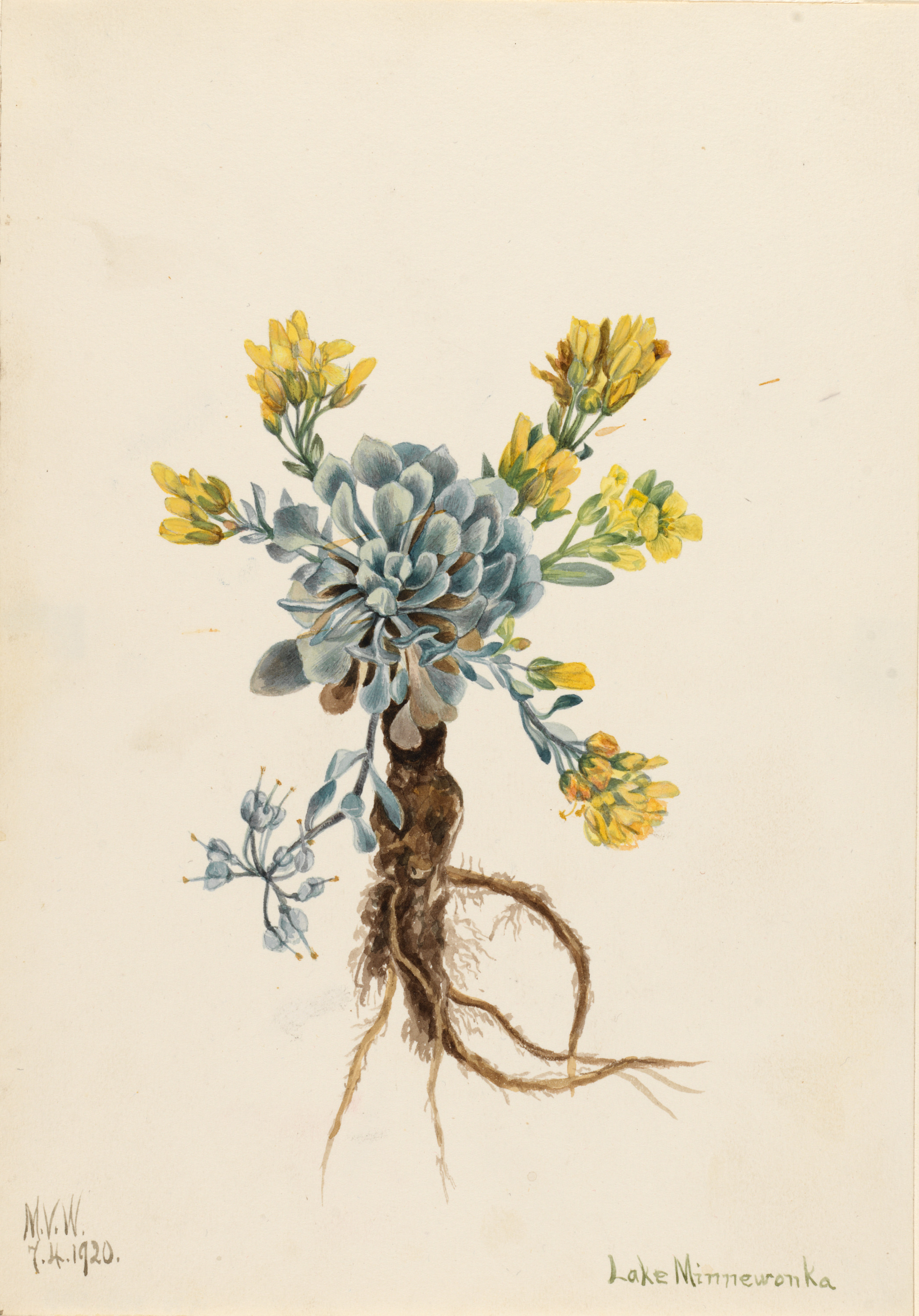 Mary Vaux Walcott, Double Bladderpod (Physaria didymocarpa)
