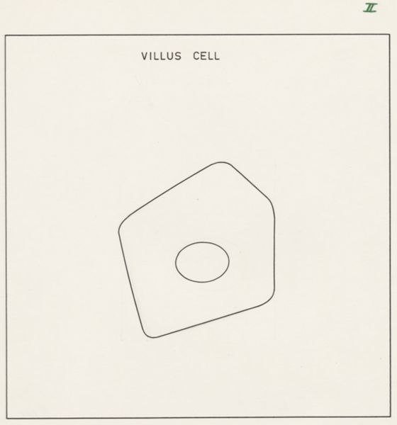 J Wetselaar-Whittaker, Villus cell