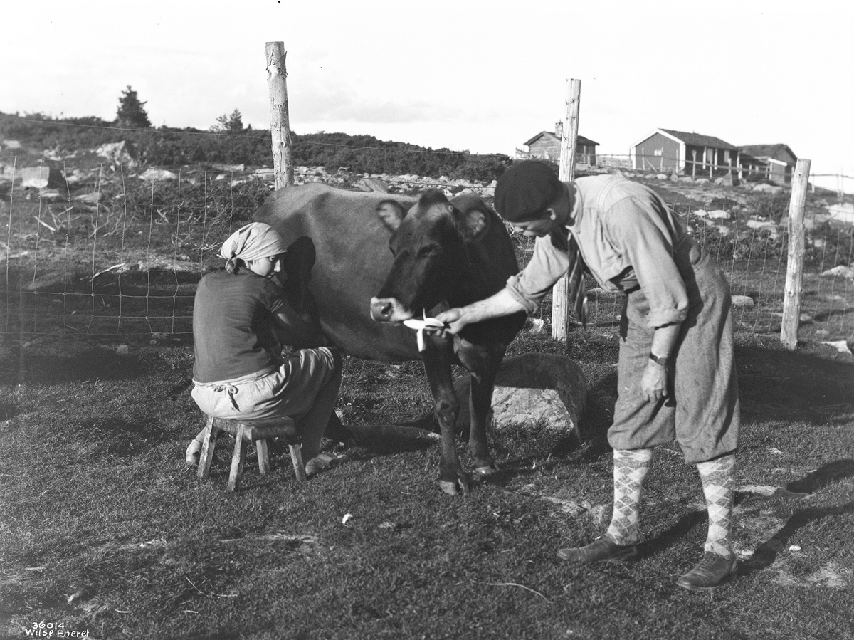 Anders Beer Wilse, Prot: Gudbrandsdal, sæterjenten (Alma Solbraa), Koen skal ha banan