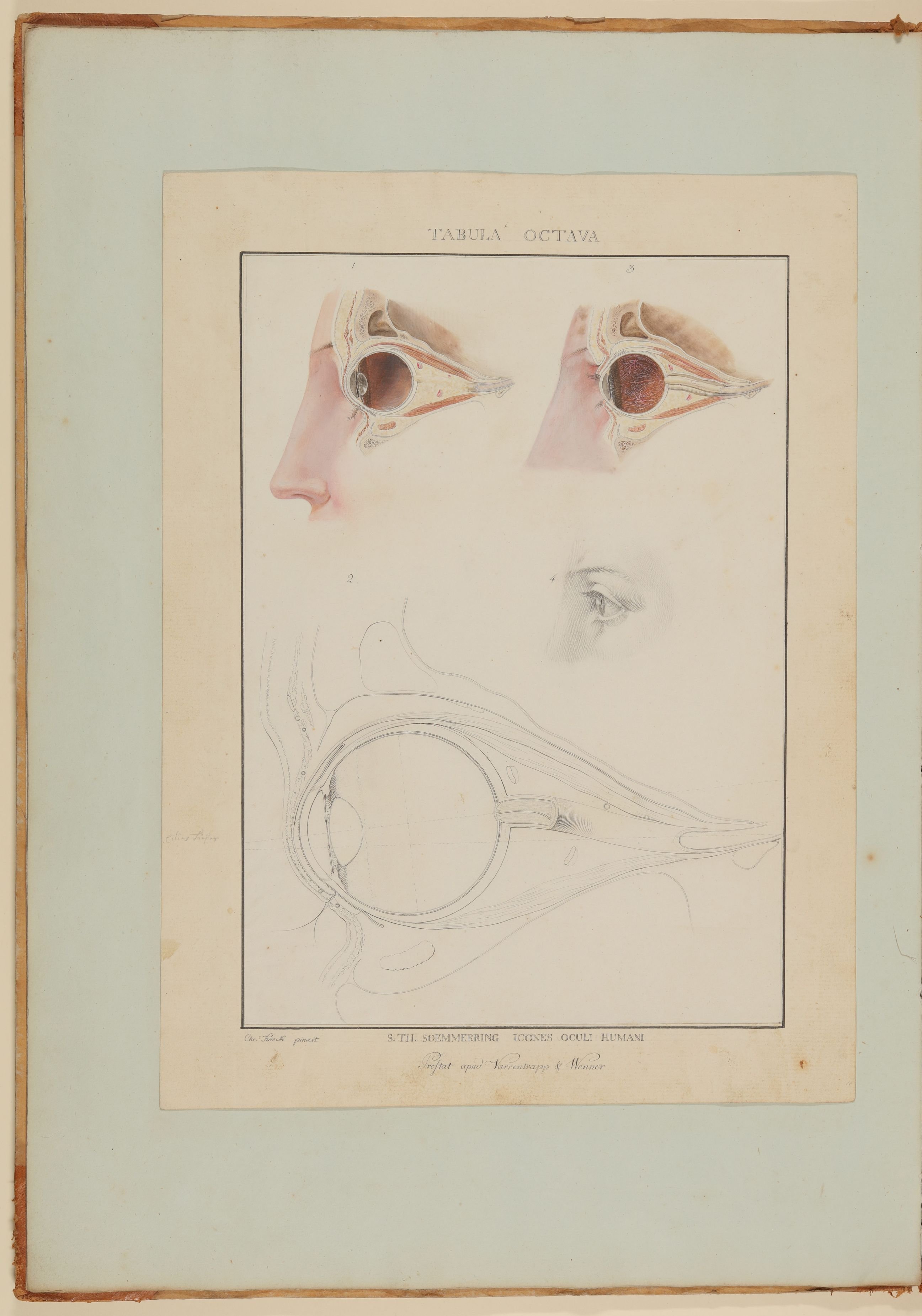 Christian Koeck, Das menschliche Auge und seine Bestandteile [Vorzeichnung zu Samuel Thomas Soemmerring, Abbildungen des menschlichen Auges, Frankfurt am Main 1801, Tafel VIII]