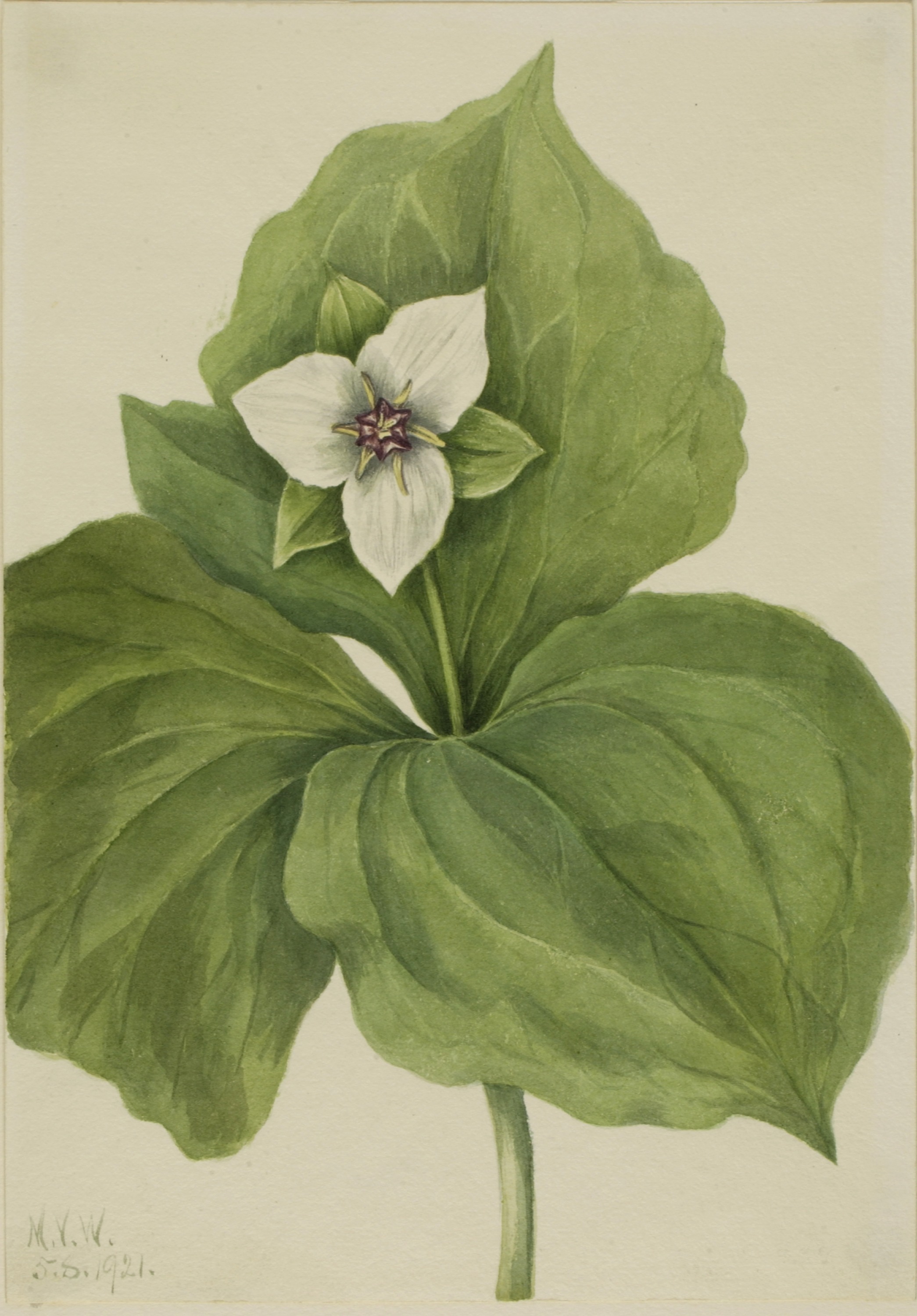 Mary Vaux Walcott, Wax Trillium (Trillium album)