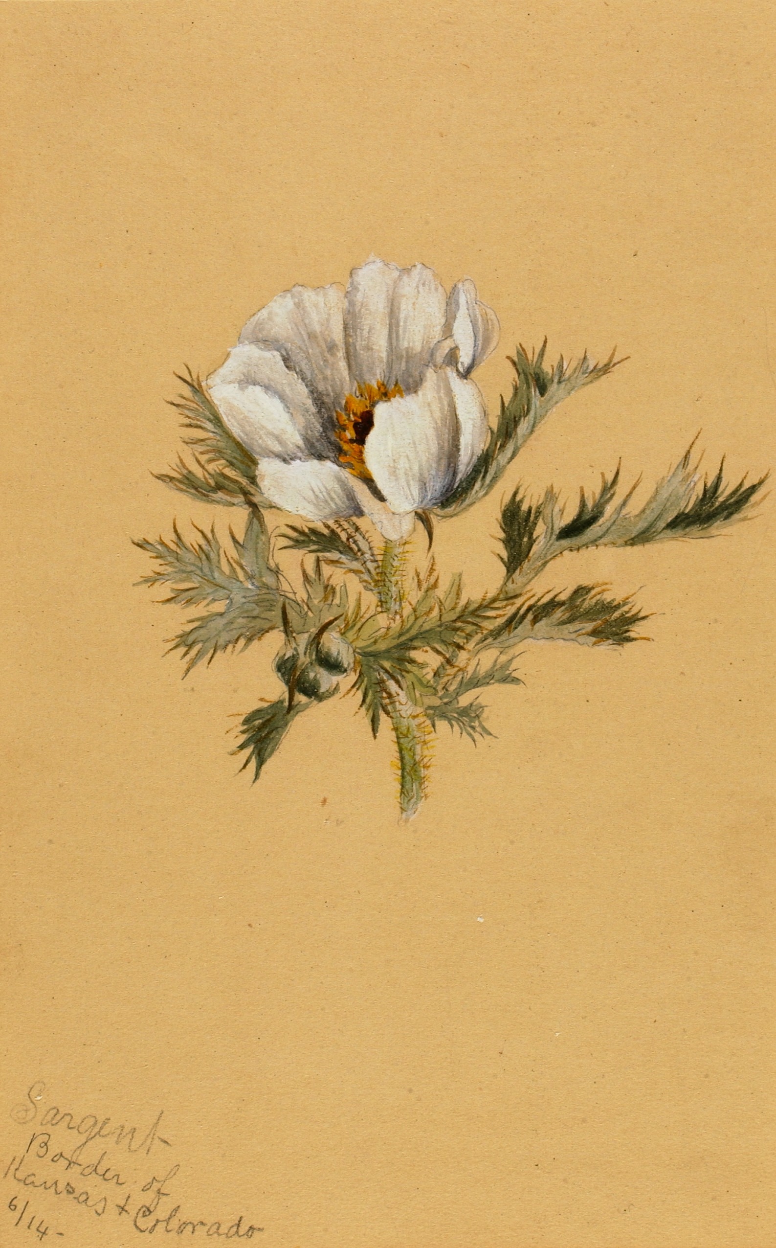 Mary Vaux Walcott, (Untitled) (Flower Study)