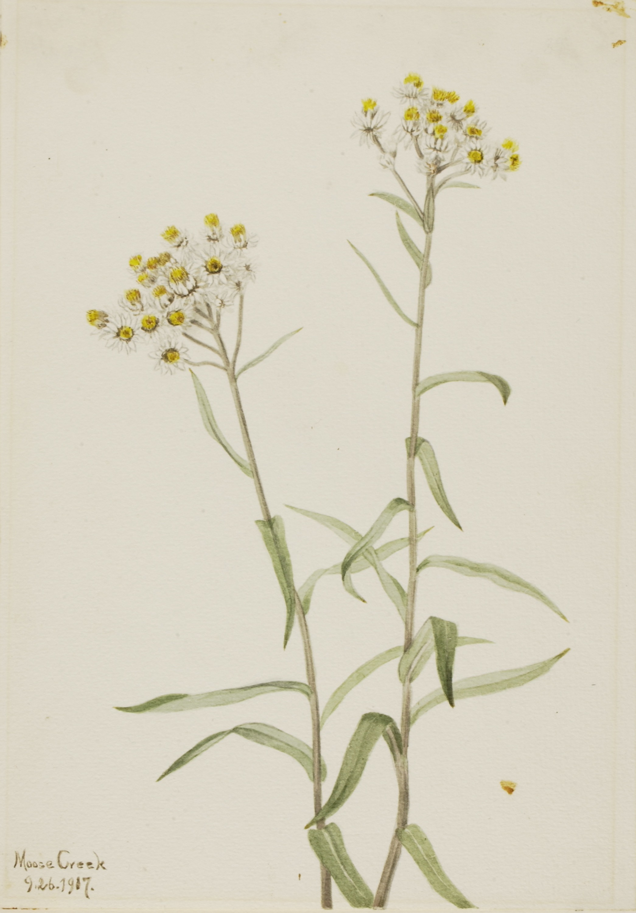Mary Vaux Walcott, Pearl Everlasting (Anaphalis margaritacea)