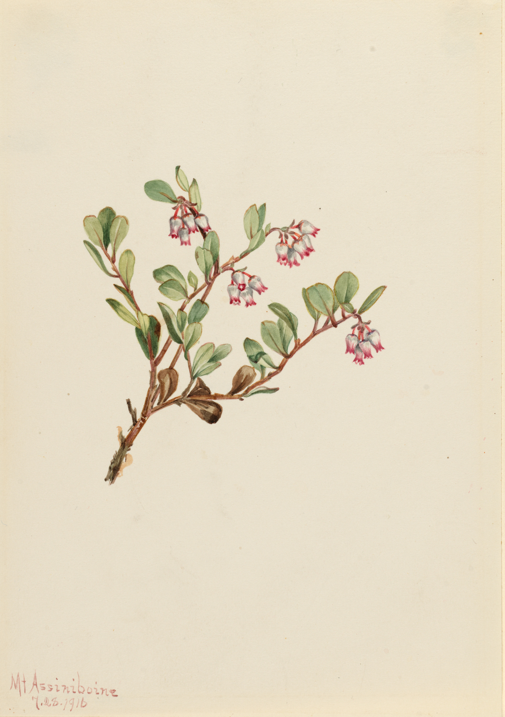 Mary Vaux Walcott, Bearberry (Arctostaphylos uva-ursi)