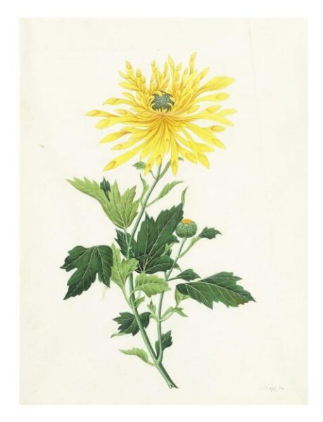 Unknown, Chrysanthemum