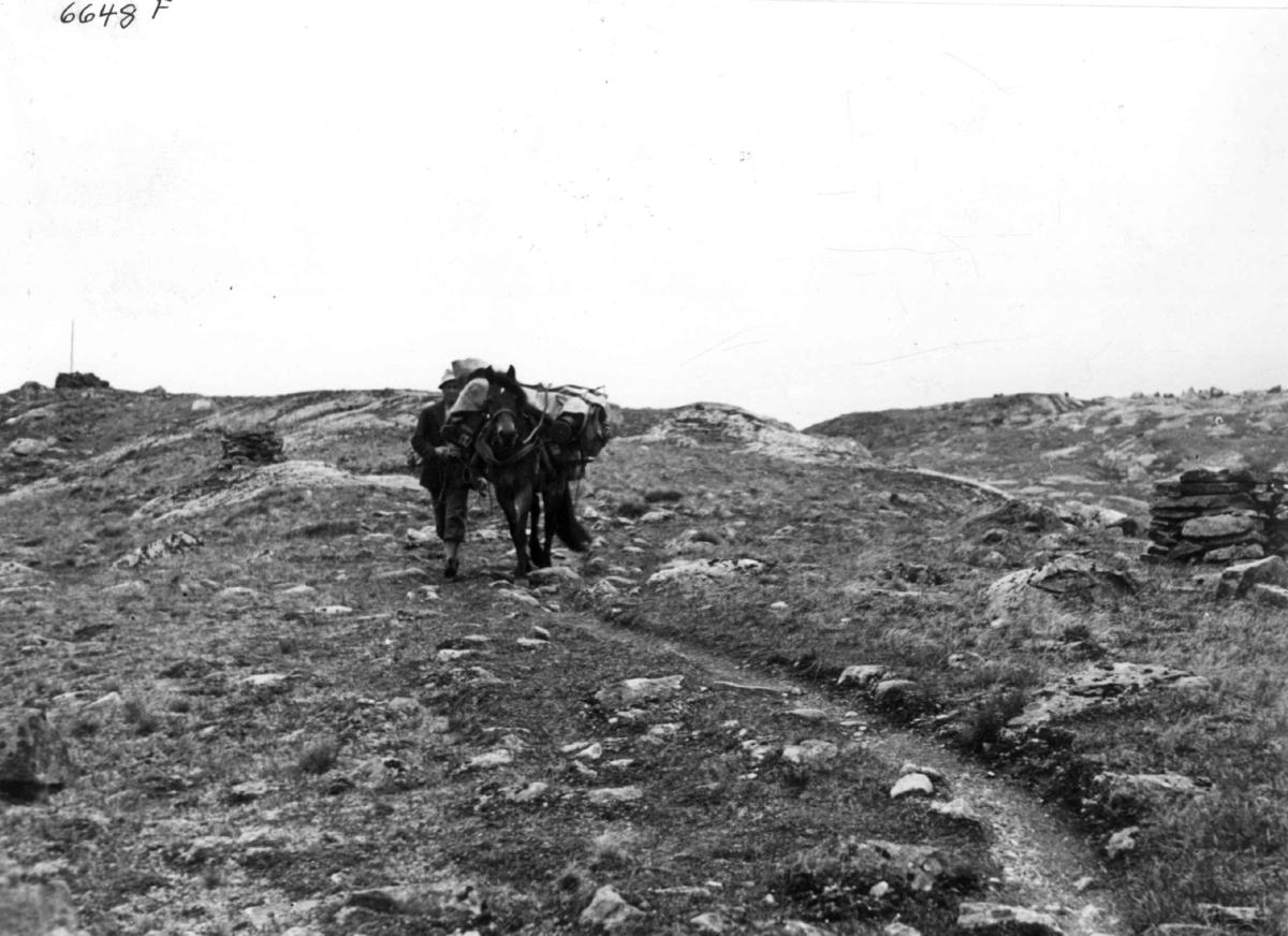 Anders Beer Wilse, Med kløvhest over fjellet