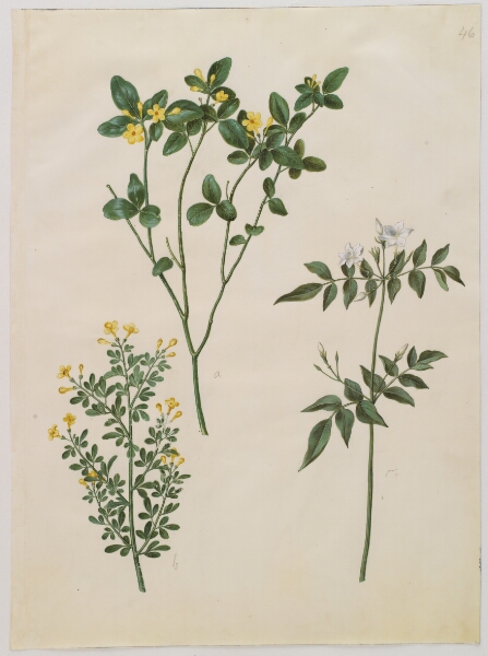 Hans Simon Holtzbecker, Jasminum odoratissimum (stue-jasmin); Jasminum fruticans (busk-jasmin); Jasminum grandiflorum (duft-jasmin)