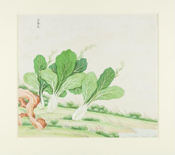 Unknown, Chinese White Cabbage
