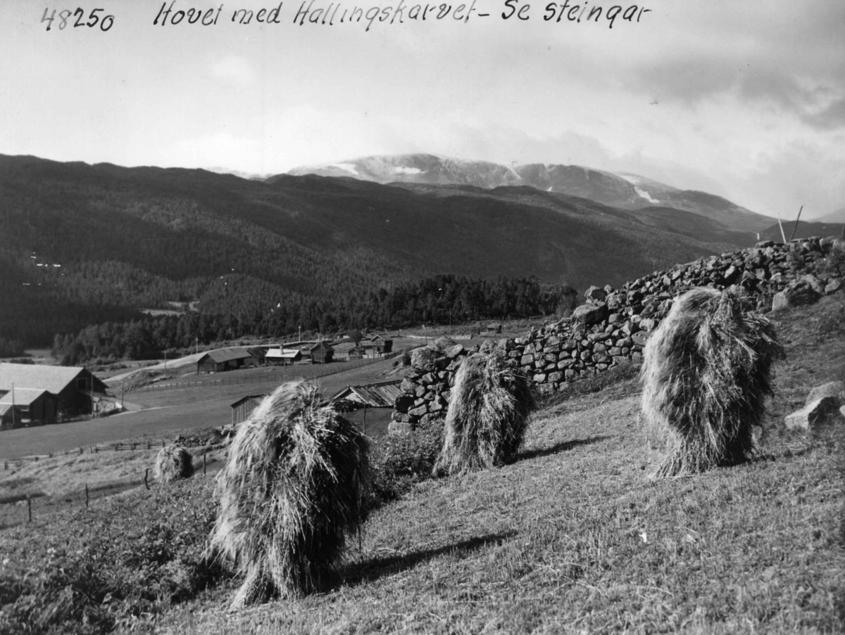 Anders Beer Wilse, Hovet, Hallingskarvet, Bebyggelse, Landbruk