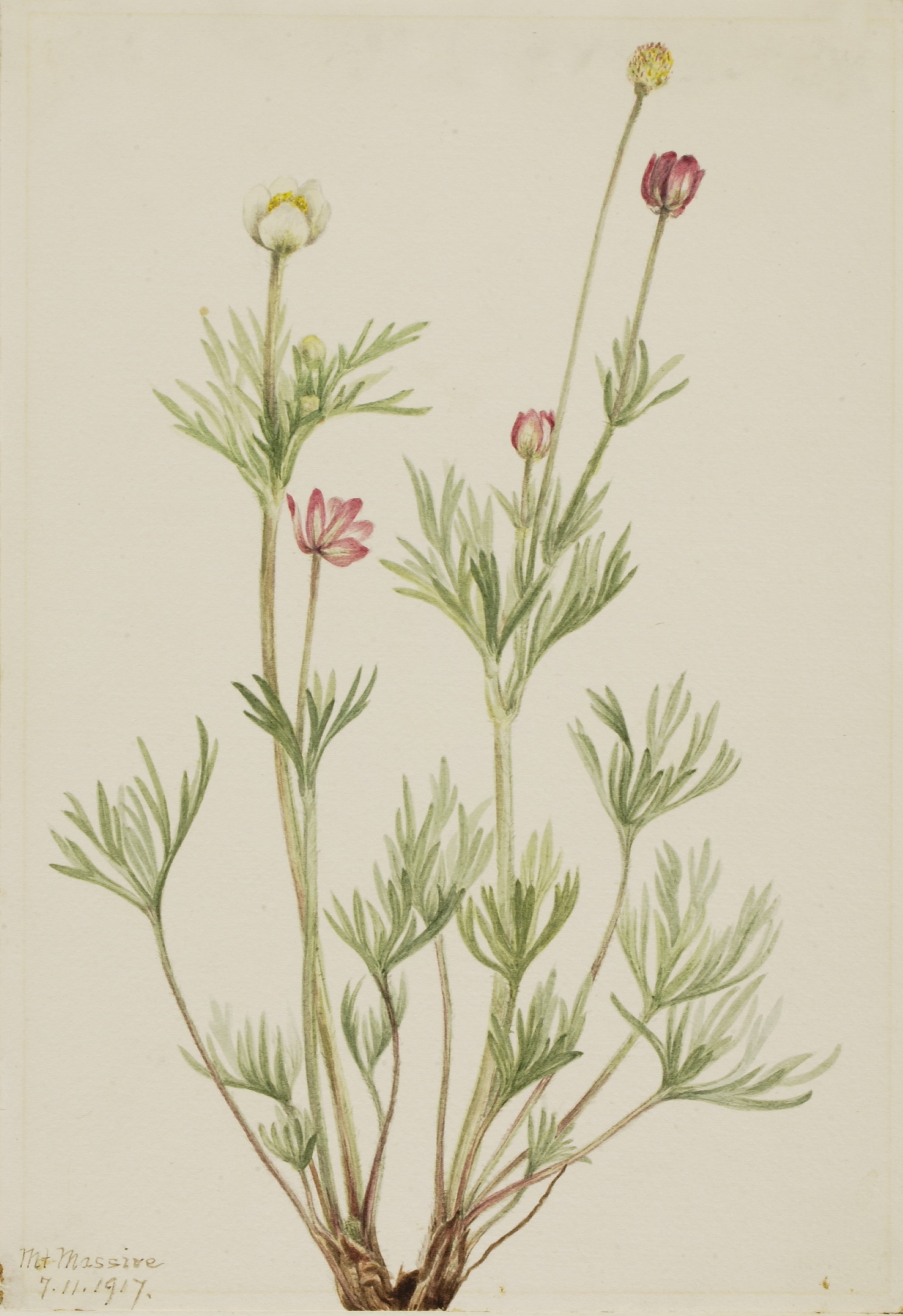 Mary Vaux Walcott, Globe Anemone (Anemone globosa)