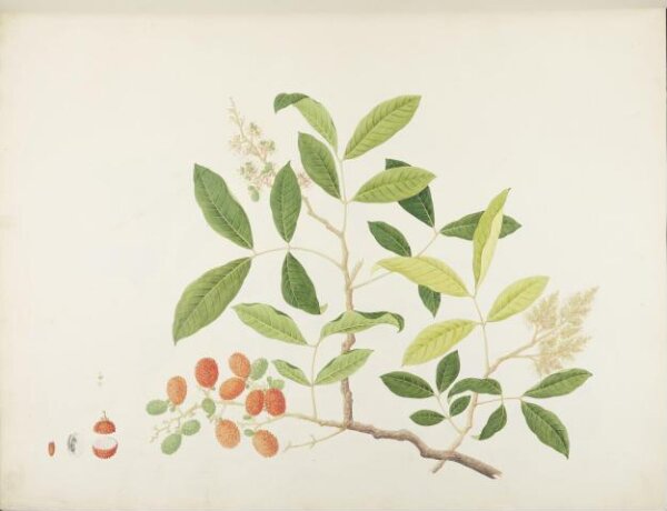 unknown, Flowers and Fruits