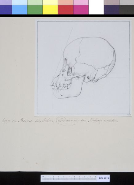 M Houtman, Animals: ape, skull