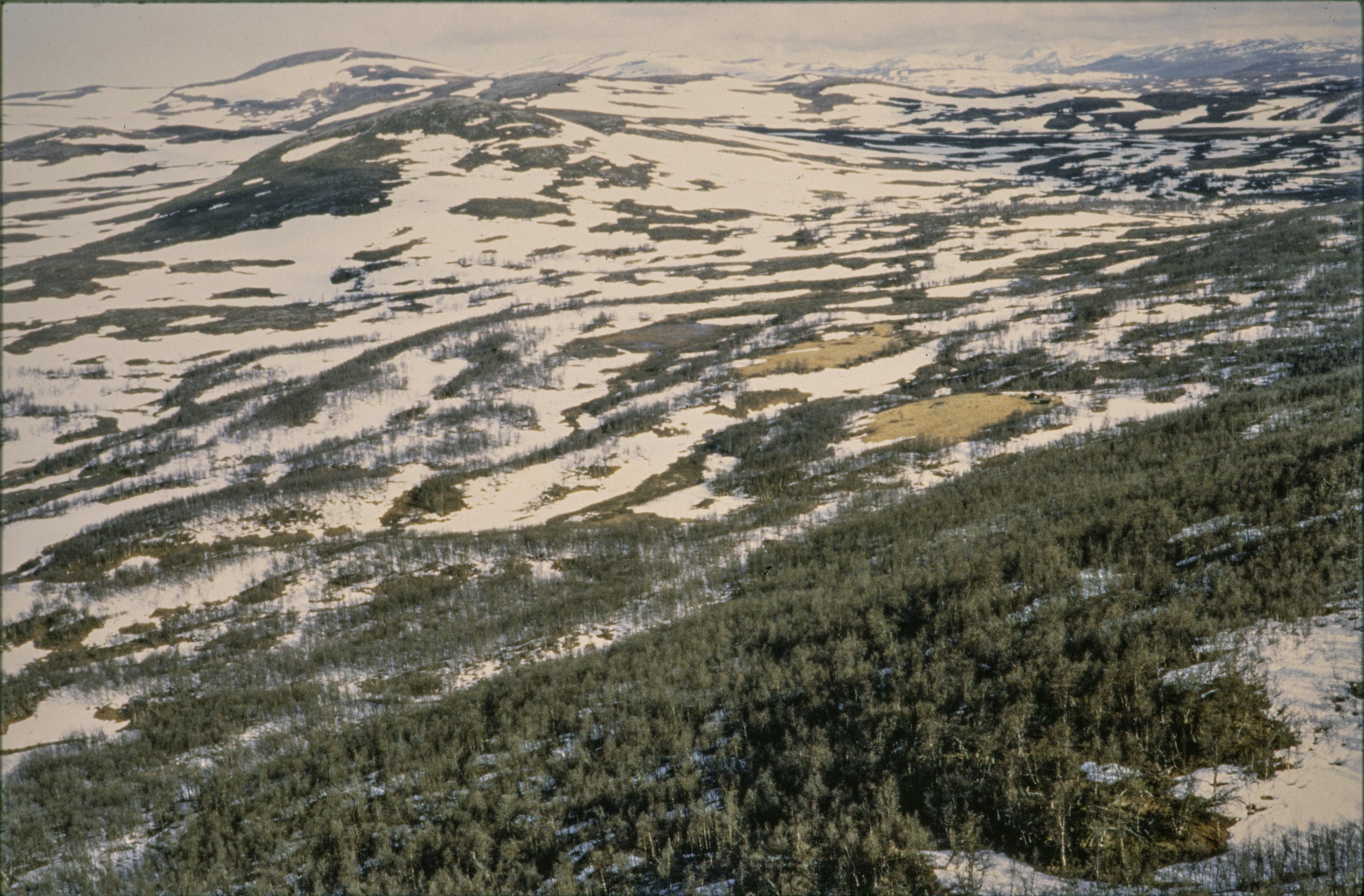 Jan Norrman, Vilhelmina 14:1