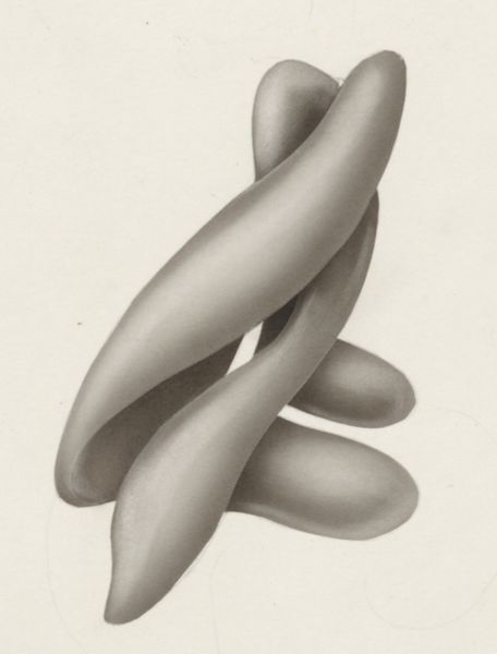 J Tinkelenberg, Embryonic heart
