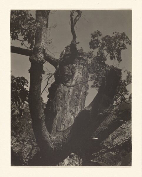 Alfred Stieglitz, [The Old Maple, Lake George]