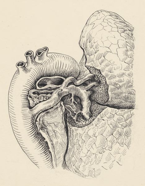 J Tinkelenberg, Part of the heart and circulatory system