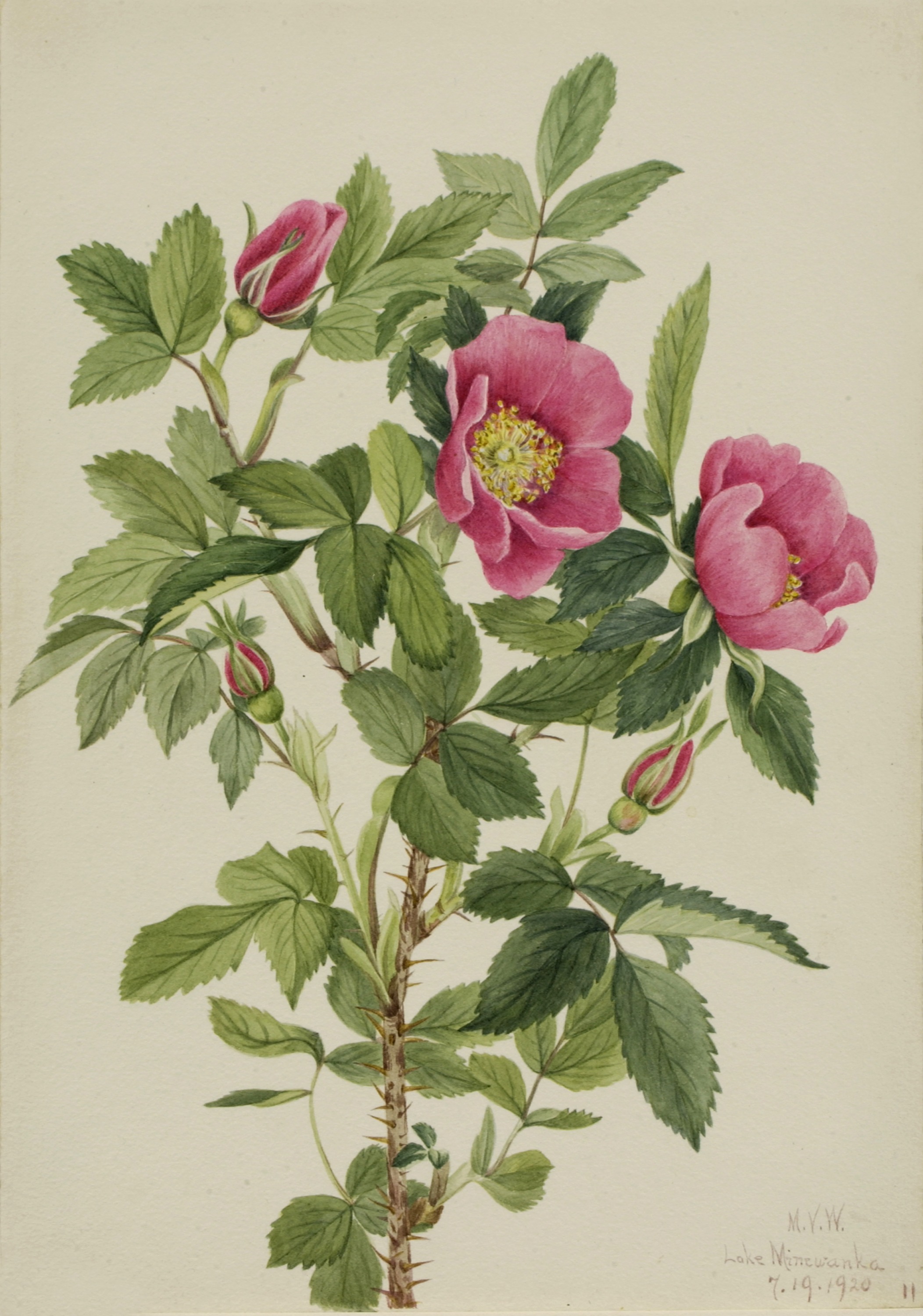 Mary Vaux Walcott, Bourgeau Rose (Rosa bourgeauiana)