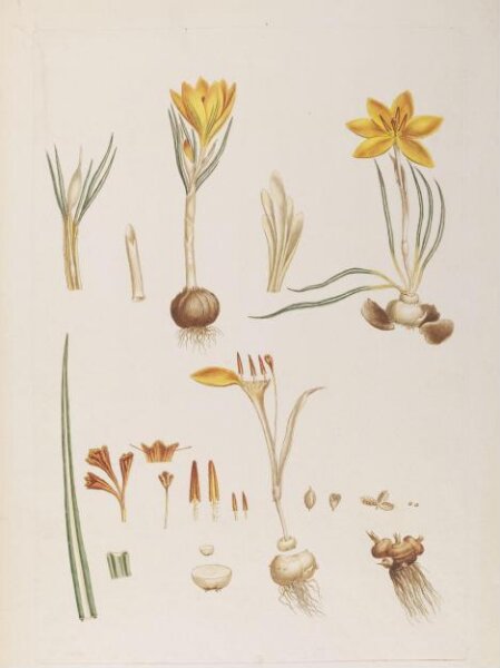 John Miller, Saffron crocus (Crocus sativus)