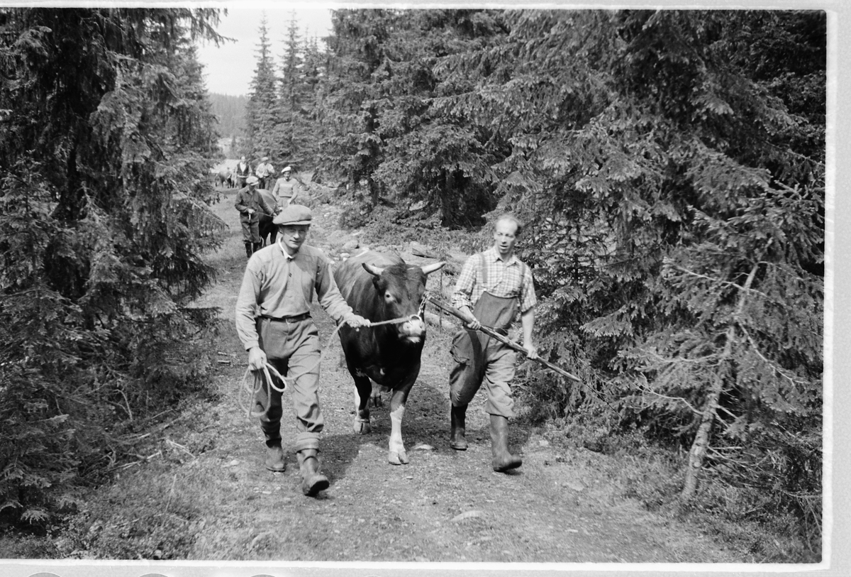 Håkon Prestkværn, En menn leier en okse, ved hjelp av nesering, på en sti i skogen.