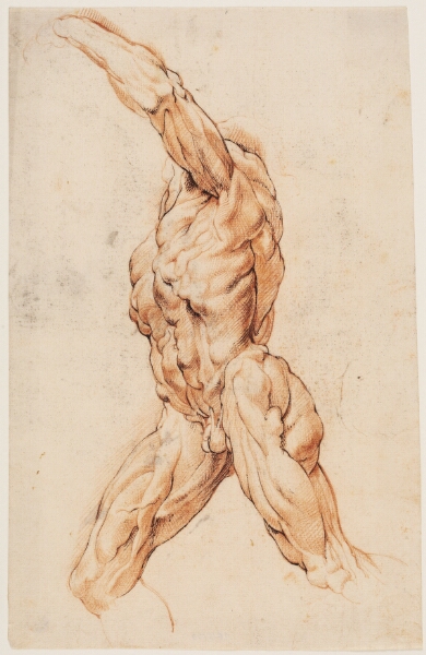 Willem Panneels, Anatomisk studie af en gående mand, drejet mod venstre (écorché)